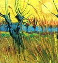 pollard willows with setting sun detail