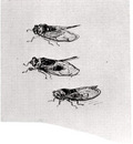 three cicadas