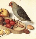 FLEGEL Georg Still Life With Pygmy Parrot
