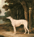 Herring Snr John Frederick Vandeau A White Greyhound