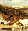 Herring Sr John Frederick Mallard Ducks and Ducklings On A River