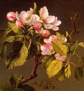 Apple Blossoms CGF