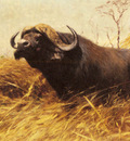 Kuhnert Wilhelm Friedrich An African Buffalo