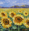 sunflower fields right