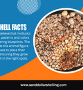 Seashell Facts