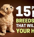 https://dogsbrief.com/15-poodle-mix-breeds/