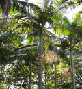 Palmeira Imperial