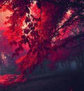 red forest 26750 3840x2160 3840x2160