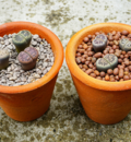Exquisite Lithops Collection – Rare Succulents by The Jungle Collectives
